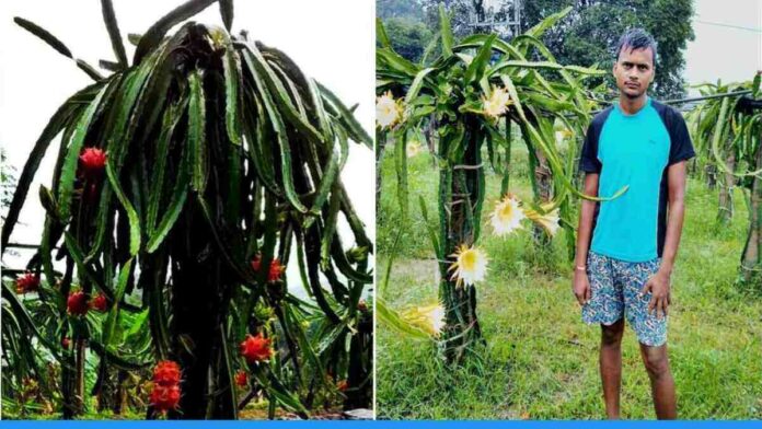 Uttar Pradesh farmer Ravindra Pandey Earning Lakh of rupees by Dragon Fruit Farming