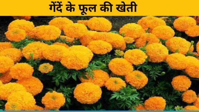 Marigold Farming