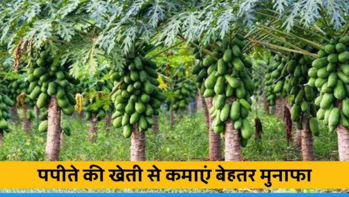 Earn better profit by Papaya Cultivation, Papita Ki Kheti Kaise Karen