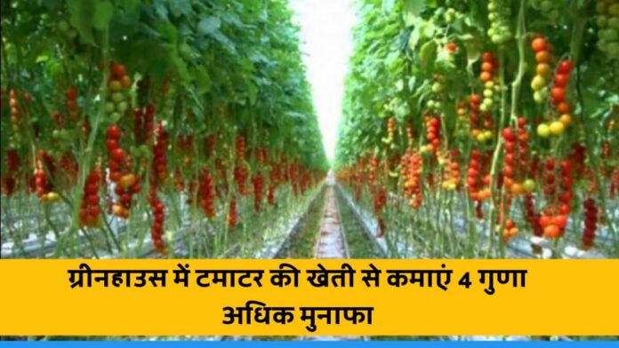 get 4 time more production by Cultivating tomato in green house