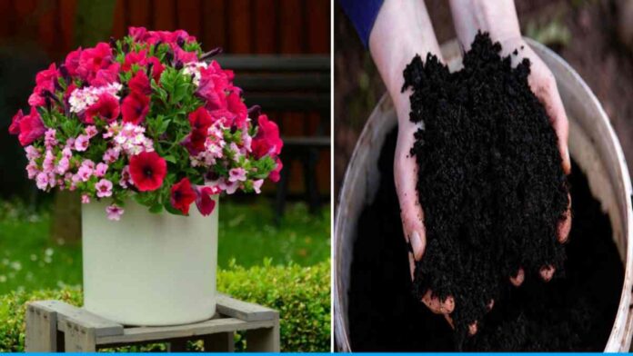 Use some natural manure during soil preparation for gardening