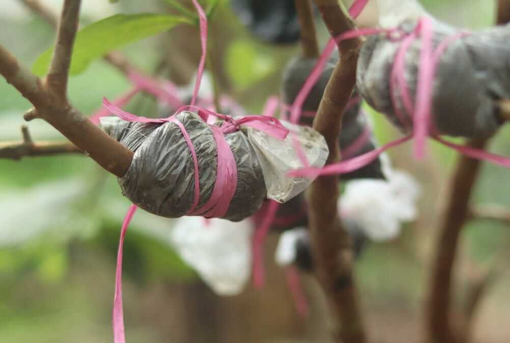 How to plant a guava tree from grafting method