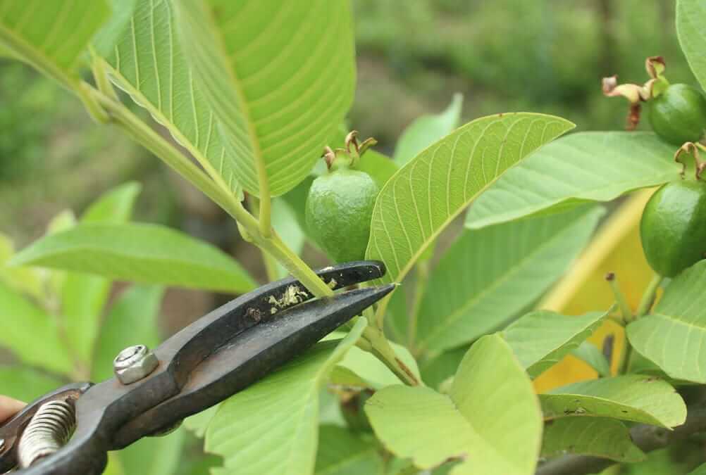 How to plant a guava tree from guava leaves