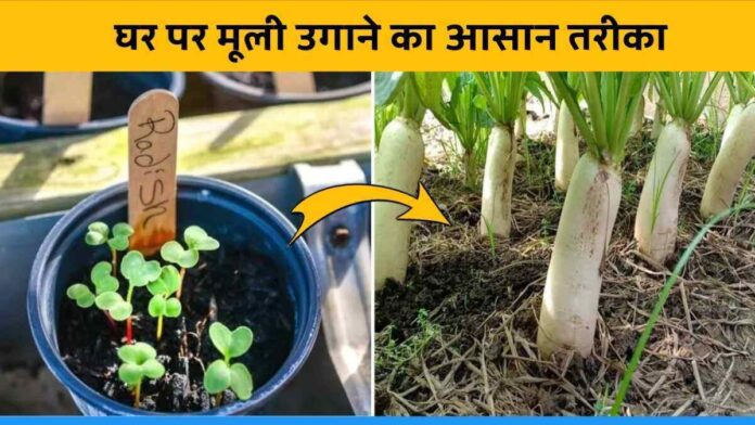 How to grow radish at home