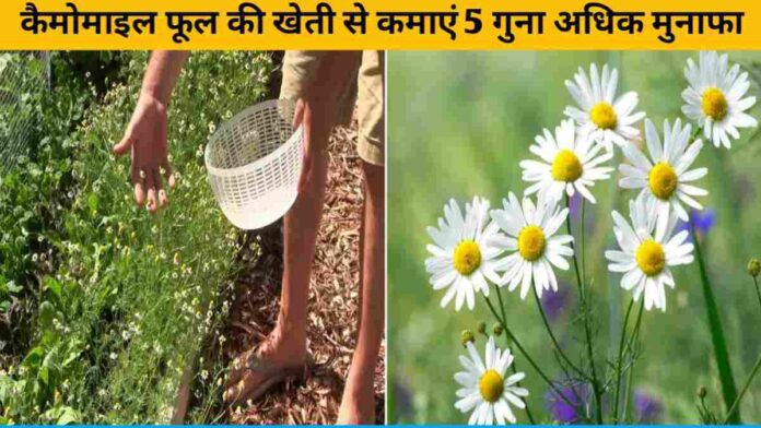 Earn 5 times more profit from chamomile flower cultivation
