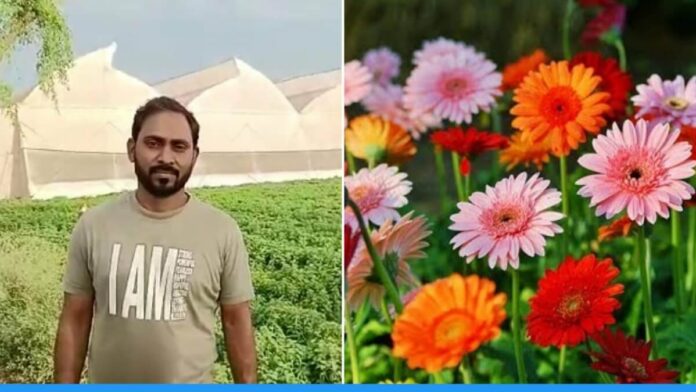 Farmer Sandeep Kumar Varma earning 35 lakh annually by Gerbera flower Cultivation