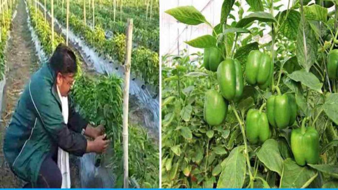 Harshavardhan Majeji earns 20 lakh rupees from capsicum farming