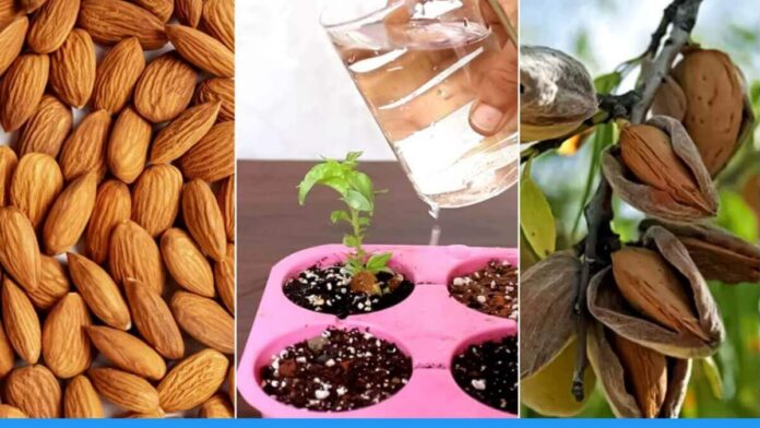 How to grow almond plant at home easily