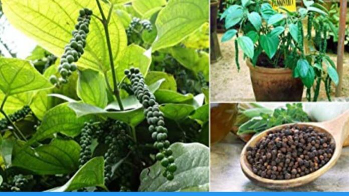 Know How to grow black pepper in pot at home