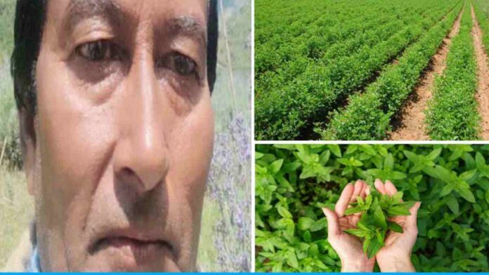 Lobhi Ram Is Cultivating Medicinal Plants And Also Providing Employment To The People