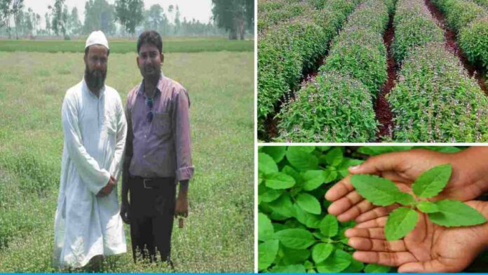 Nadeem Khan earns lakhs every month by cultivating Tulsi plant