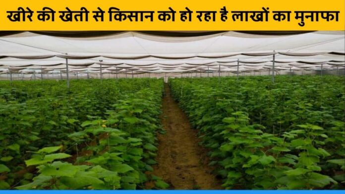 Rajasthan Nagaur farmer Ramnivas Chaudhary earning 14 lakh rupees annually by Cucumber and chilli farming