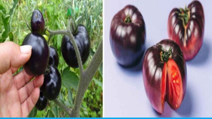 Scientists discovered new variety of tomato which is purple tomato