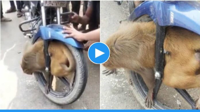 Viral Video of a monkey who trapped in bike tyre