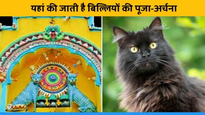 Cats are worshipped as god in Goddess Mangamma temple Bekkalale village Karnataka