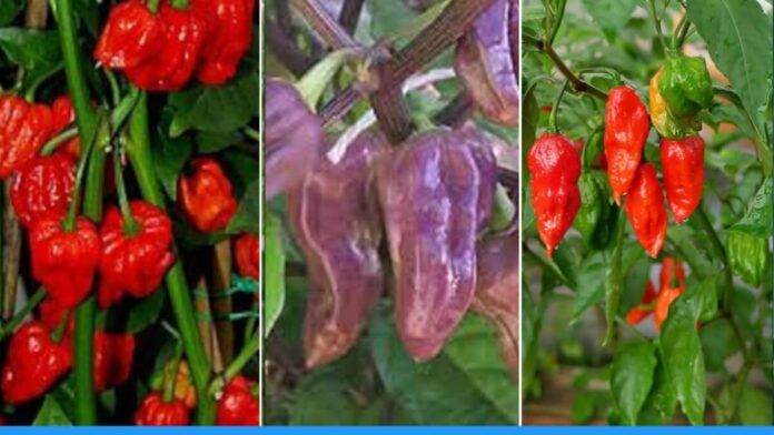 Grow 8 Different type of chilli plants at home