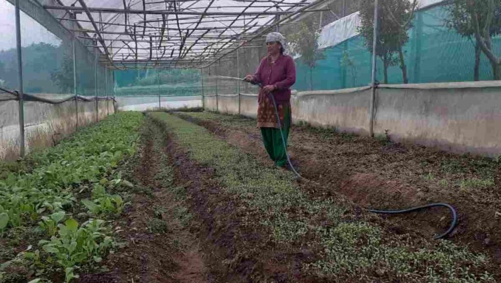 Dilli Maya Bhattarai is earning three times more by doing organic farming