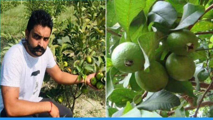 Haryana farmer Shubham growing peach and earns 7 lakhs per year