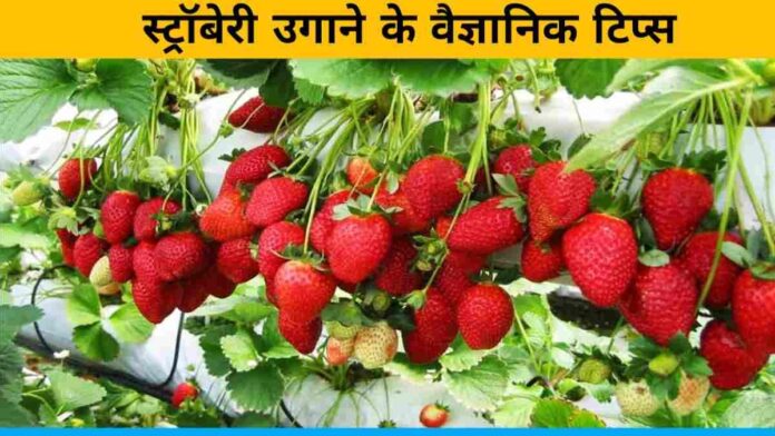 Know how and when to cultivate strawberries, know scientific tips