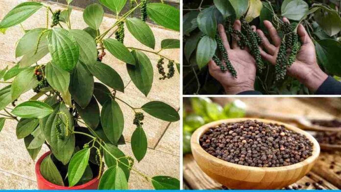 Know how to cultivate black pepper at home