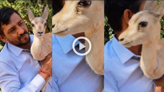 Man saved deer viral video