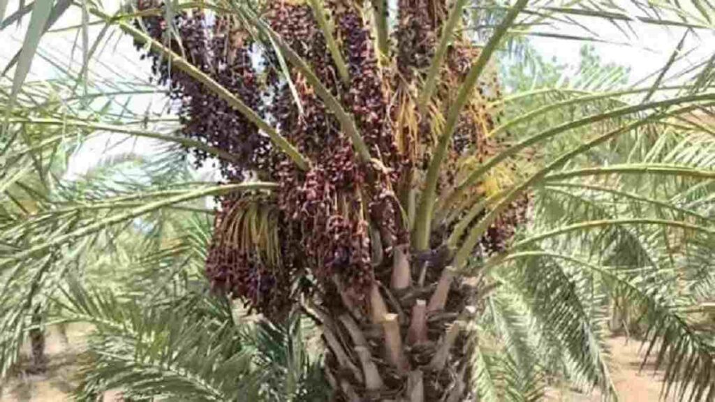 Nirmal Singh Vaghela started date palm cultivation on barren land