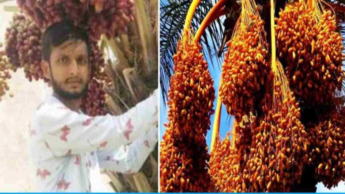 Nirmal Singh Vaghela started date palm cultivation on barren land