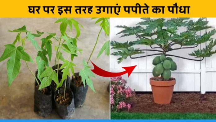 How to grow papaya plant in pot at home