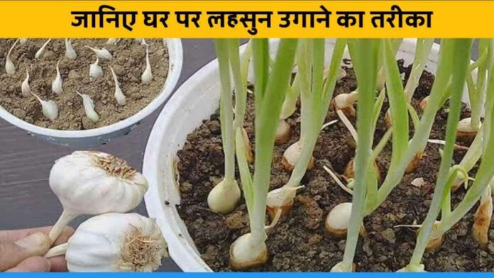 How To Grow Garlic In Pot At Home