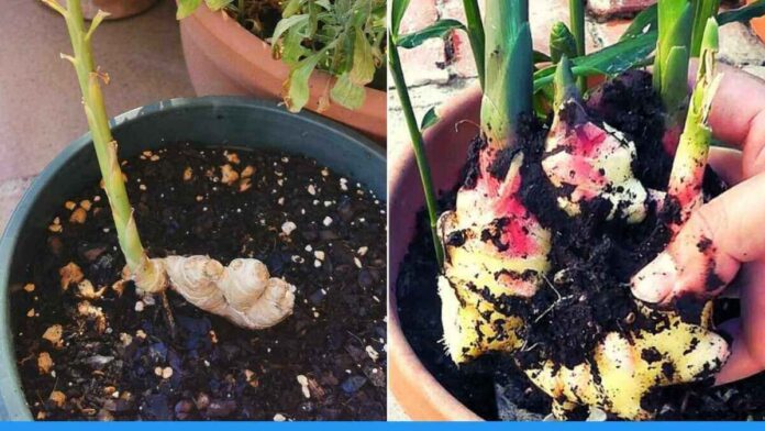 Tips to grow ginger plant in pot at home