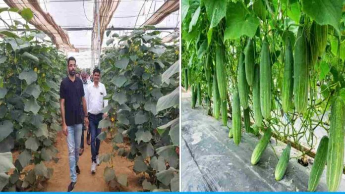 Vinesh is earning lakhs by cultivating cucumbers