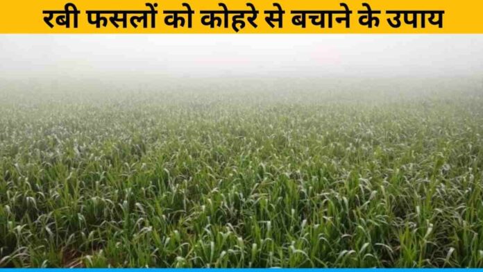 Ways to protect rabi crops from fog
