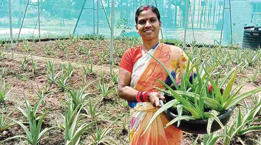 Women are earning double profit by cultivating aloe vera in Jharkhand
