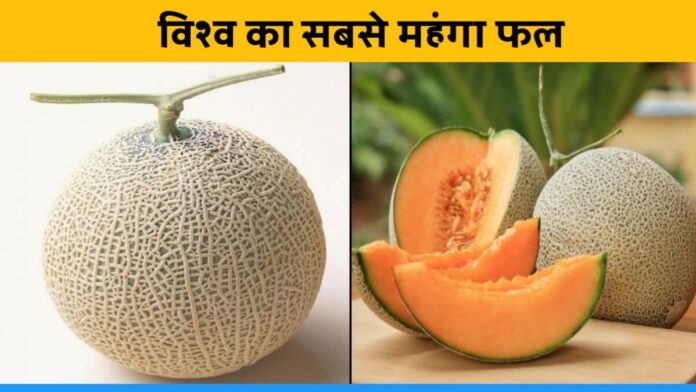 Yubari melon the most expensive fruit of the world