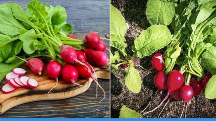 Earn better profit from red radish farming