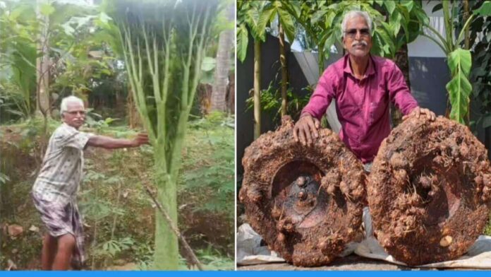 Tamil Nadu's retired officer Wilson grew 60 kg of yam