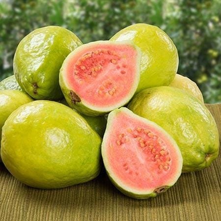 Earn Lakhs of rupees by growing Japanese red diamond guava