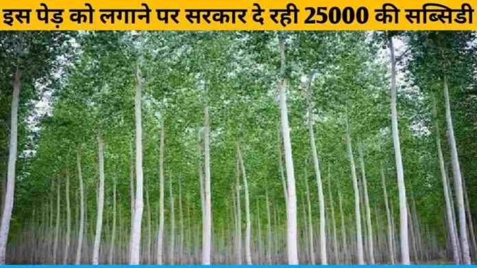 Government is giving subsidy of 25000 on planting Nilgiri tree