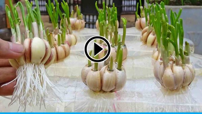 Grow garlic in bottles