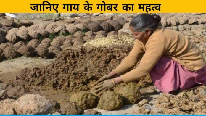 Importance of cow dung