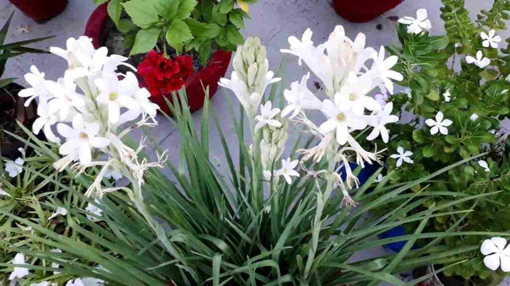 Plant tuberose plant in the pot of your home