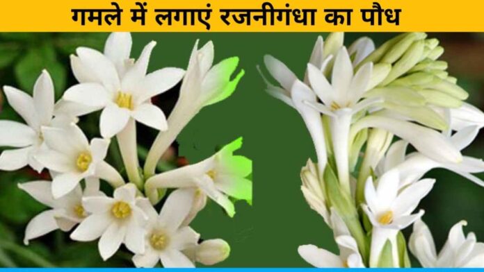 Plant tuberose plant in the pot of your home