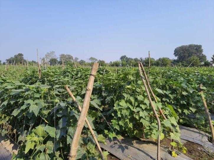 Rajasthan's Vinesh is earning lakhs of rupees from cucumber farming