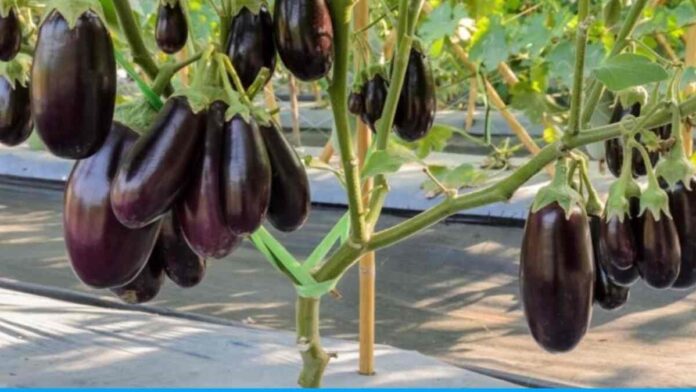 Scientists discovered new species of brinjal