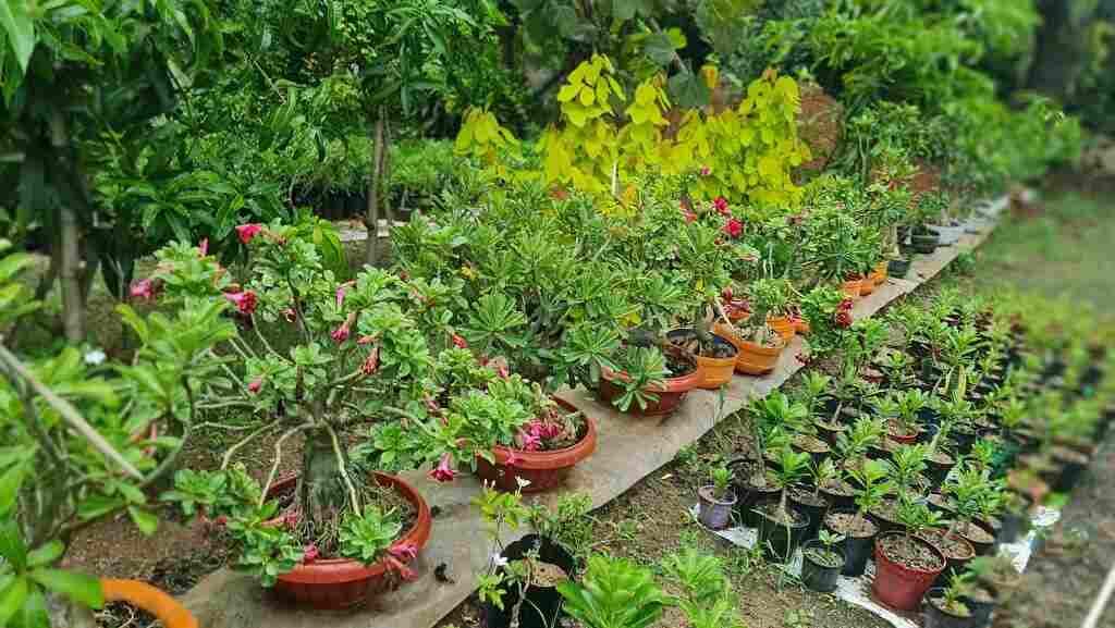 Sureshchand Patel keeps more than 8000 plants in his house