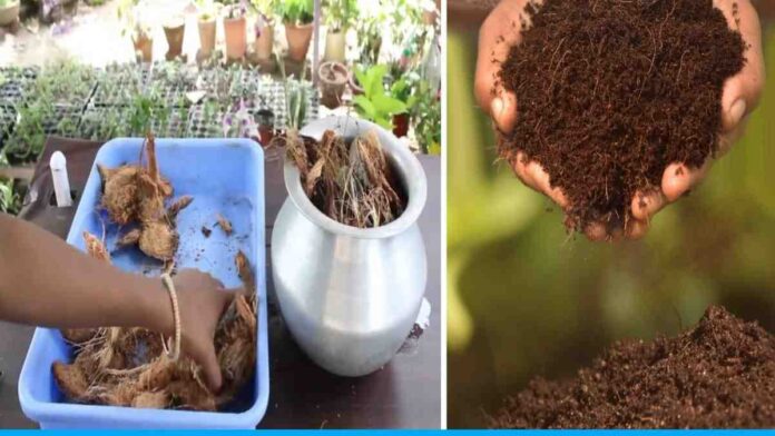 Tips for making cocopeat compost at home