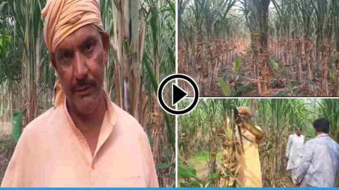 Umesh Kumar is earning well by cultivating sugarcane, papaya, banana from co-crop farming.