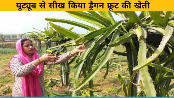 Vandana Singh learned dragon fruit cultivation from YouTube and Google