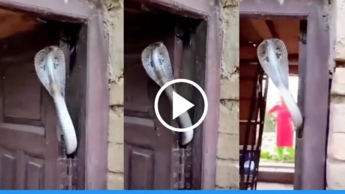 King cobra seen when the door was opened viral Video
