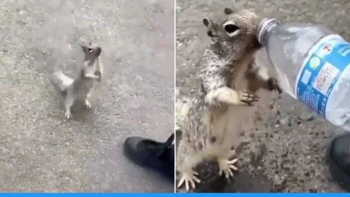 Viral video of man giving water to thirsty squirrel